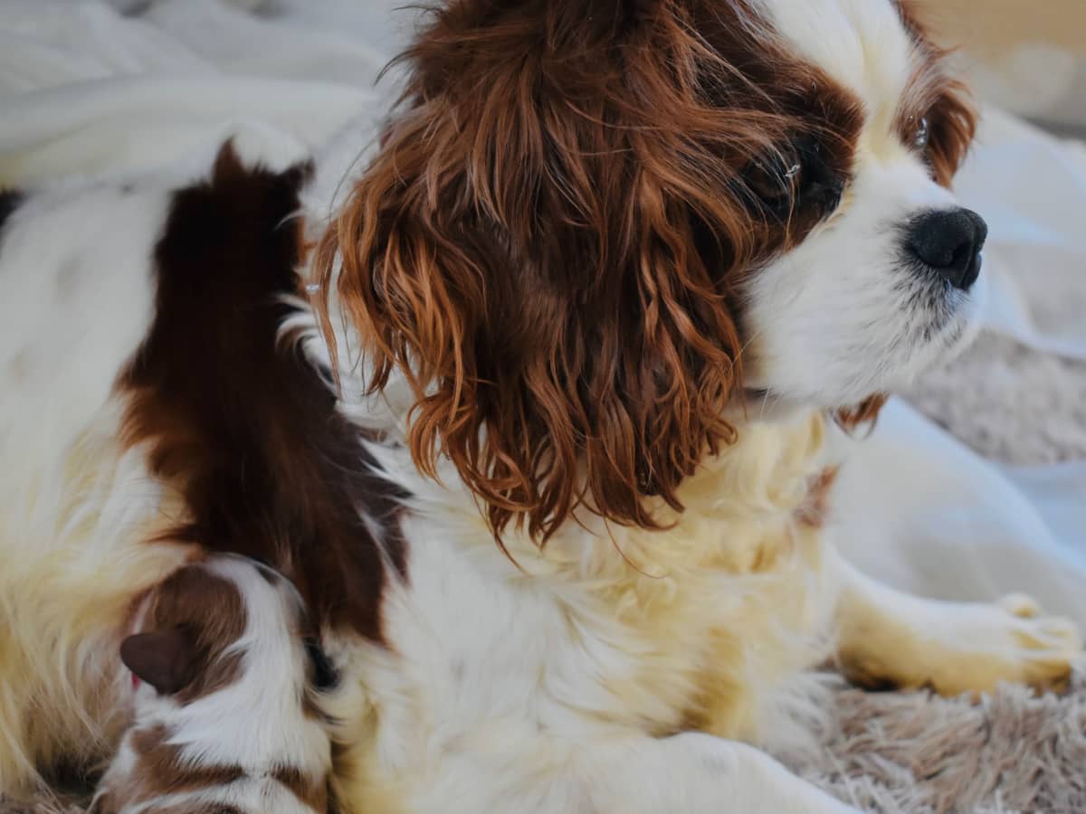 How to Help a Dog Produce More Milk for Her Puppies PetHelpful