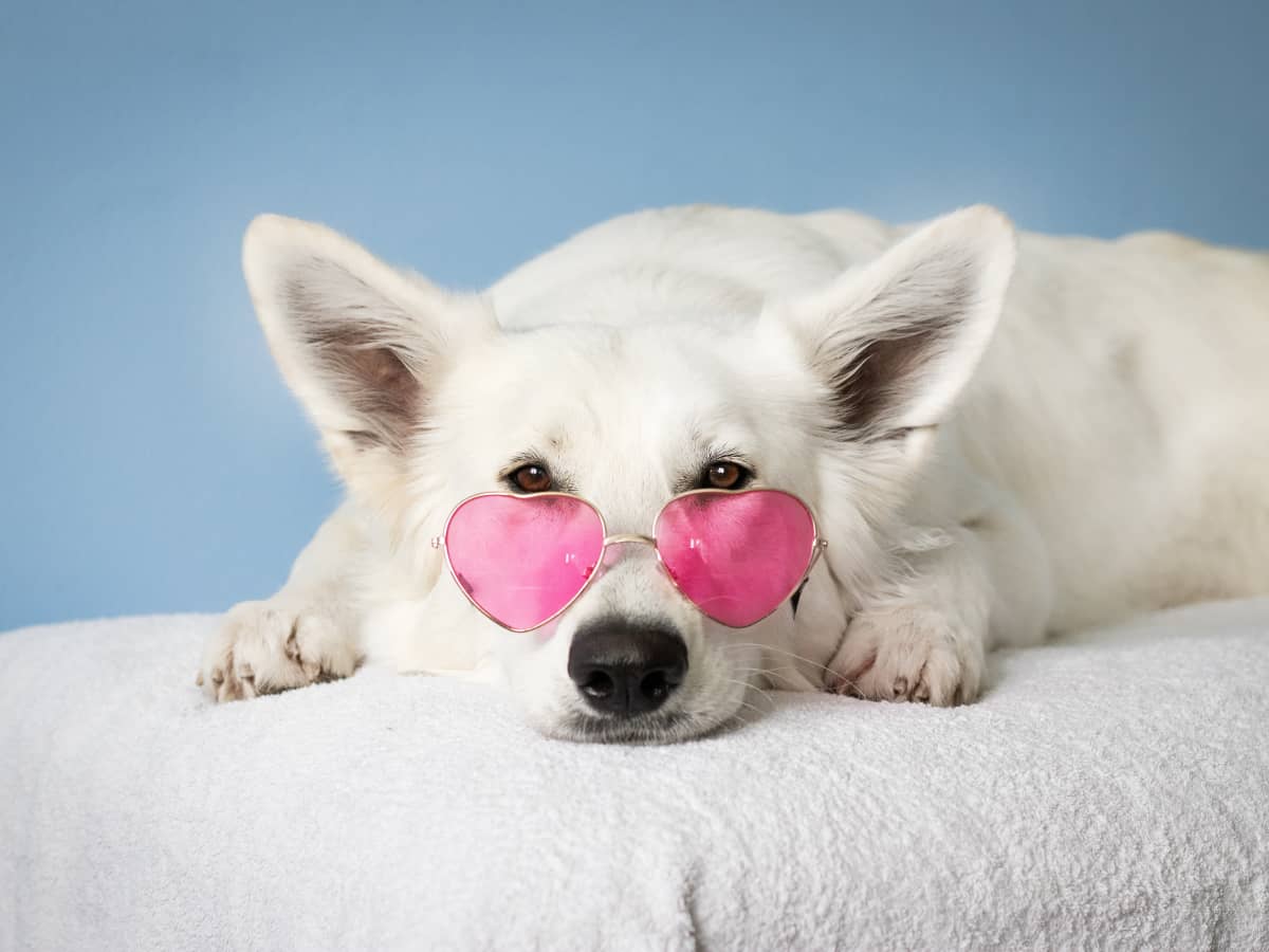 5 Reasons Why Female Dogs Hump PetHelpful