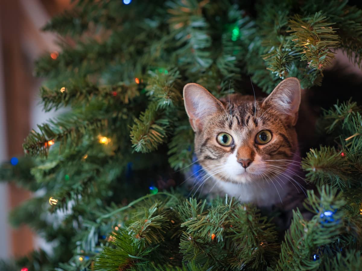 How to Cat Proof Your Christmas PetHelpful