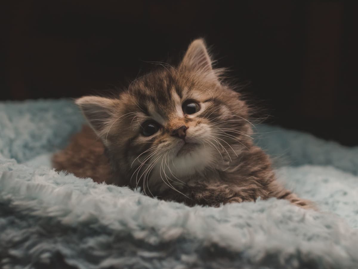 What can you give a kitten for diarrhea cheap