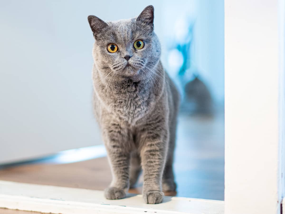 What causes cats to poop outside the litter box cheap