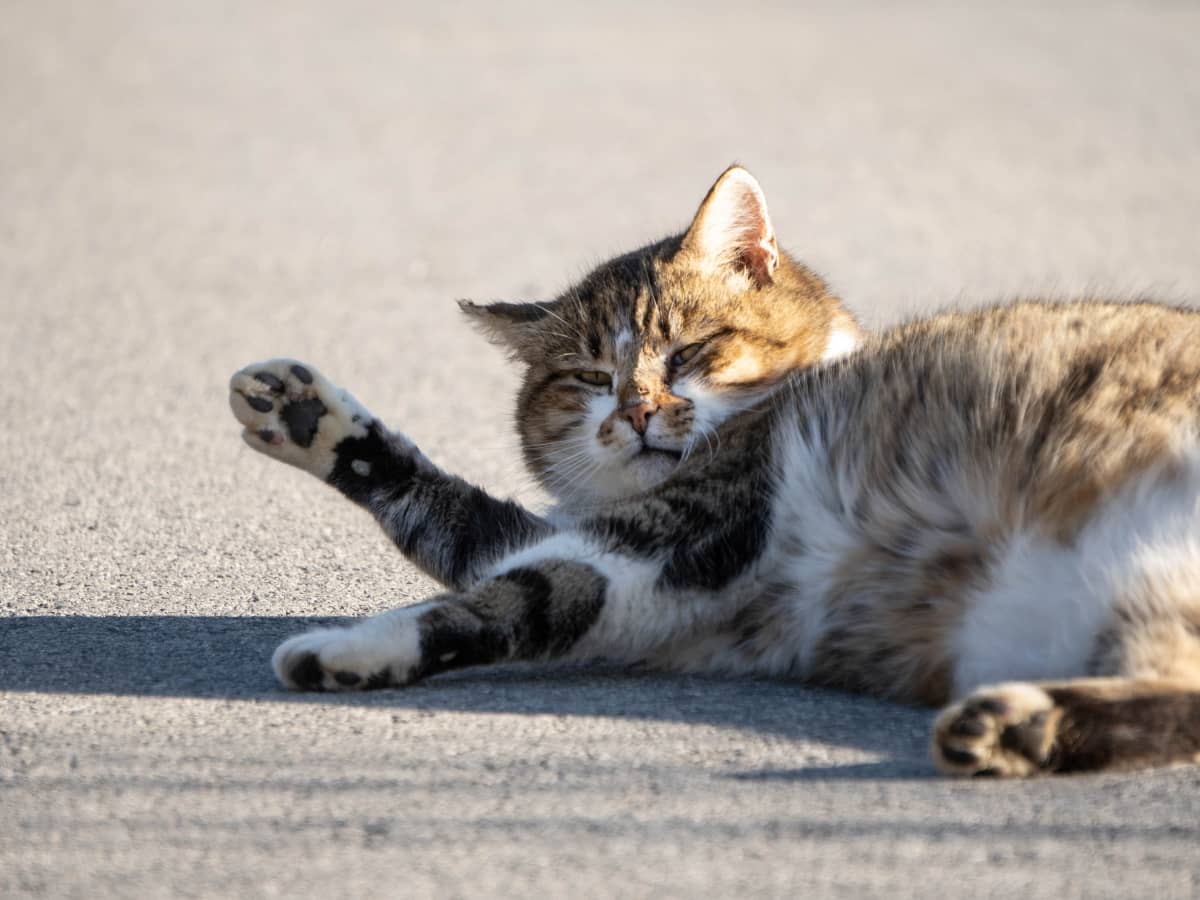 6 Ways to Help Fat Indoor Cats Lose Weight PetHelpful