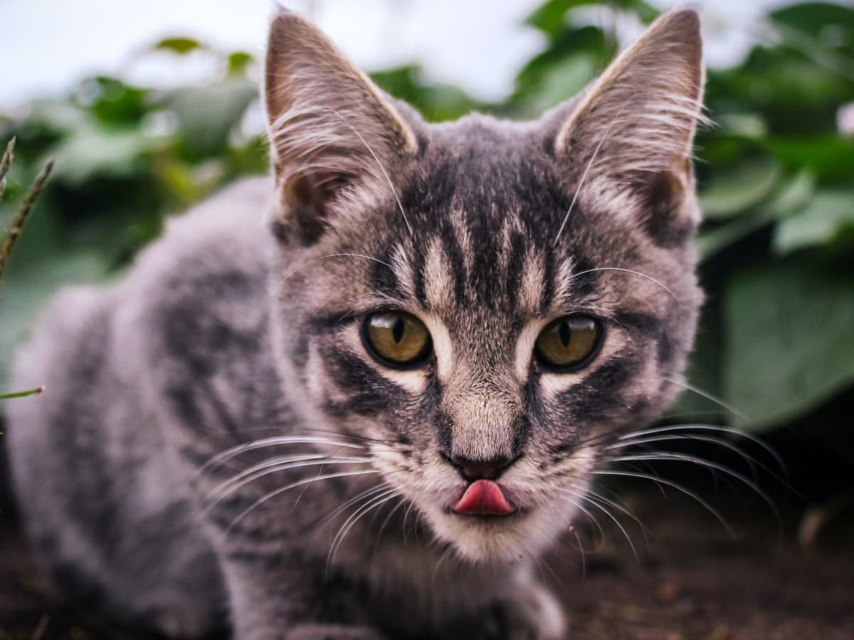 Is custard bad for cats store