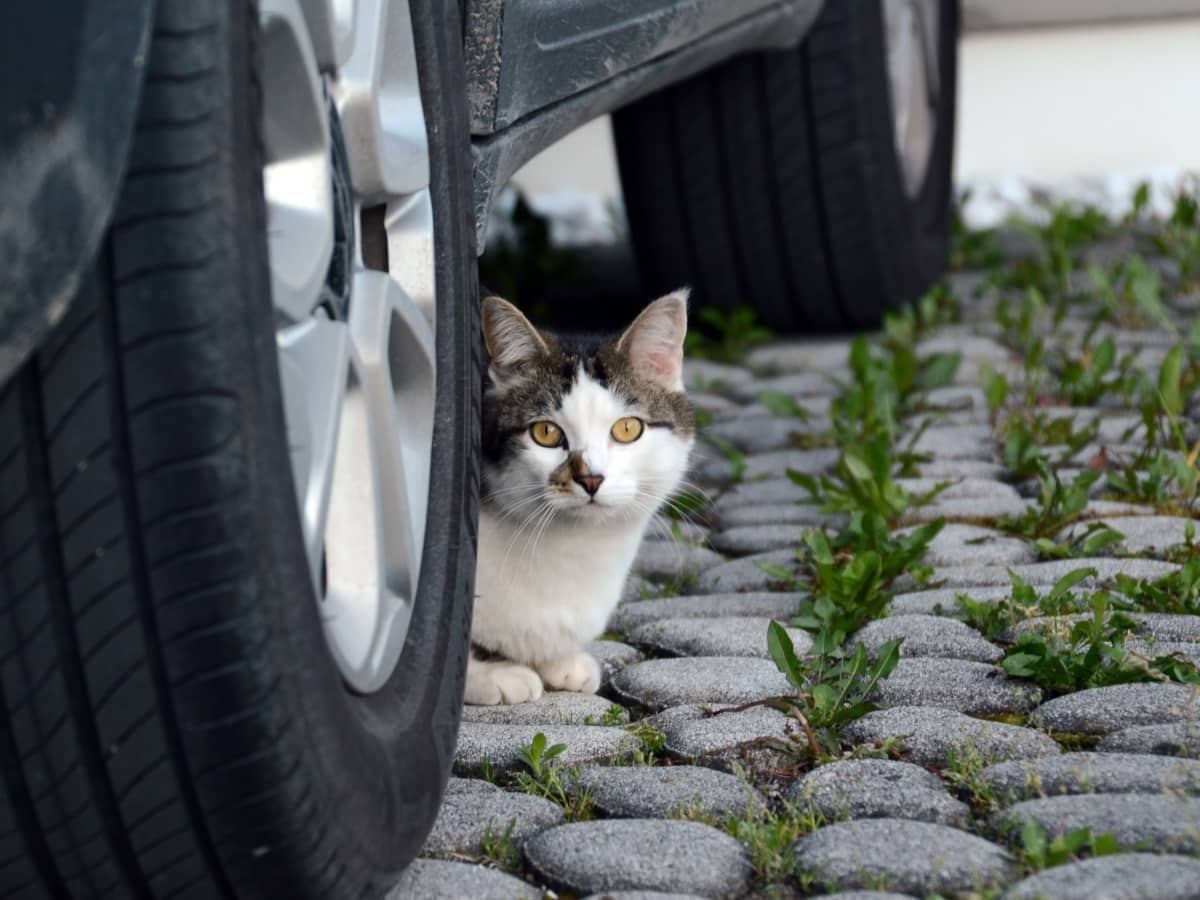Cats Get Carsick Too Tips for Calming Kitty s Tummy PetHelpful