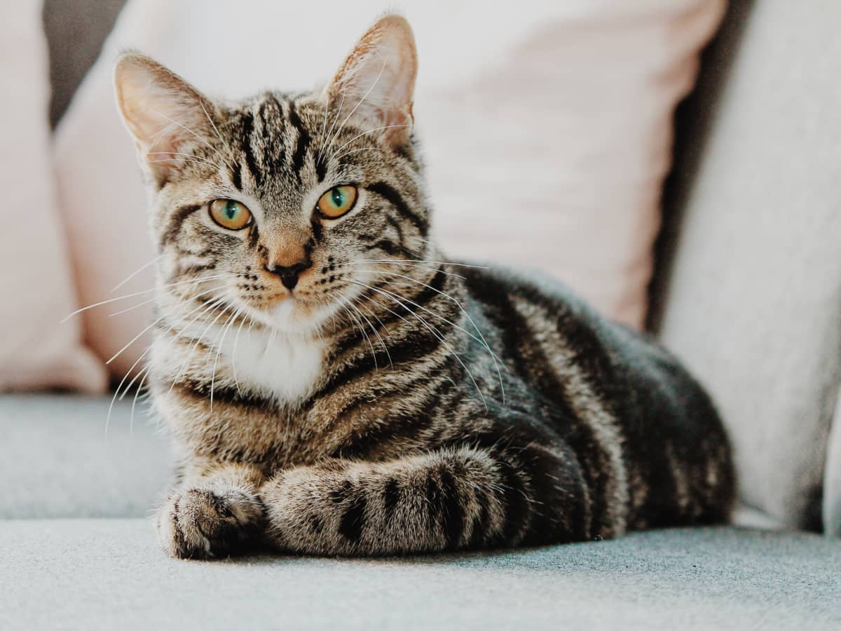 The 3 Best and 3 Worst Automatic Cat Little Boxes PetHelpful