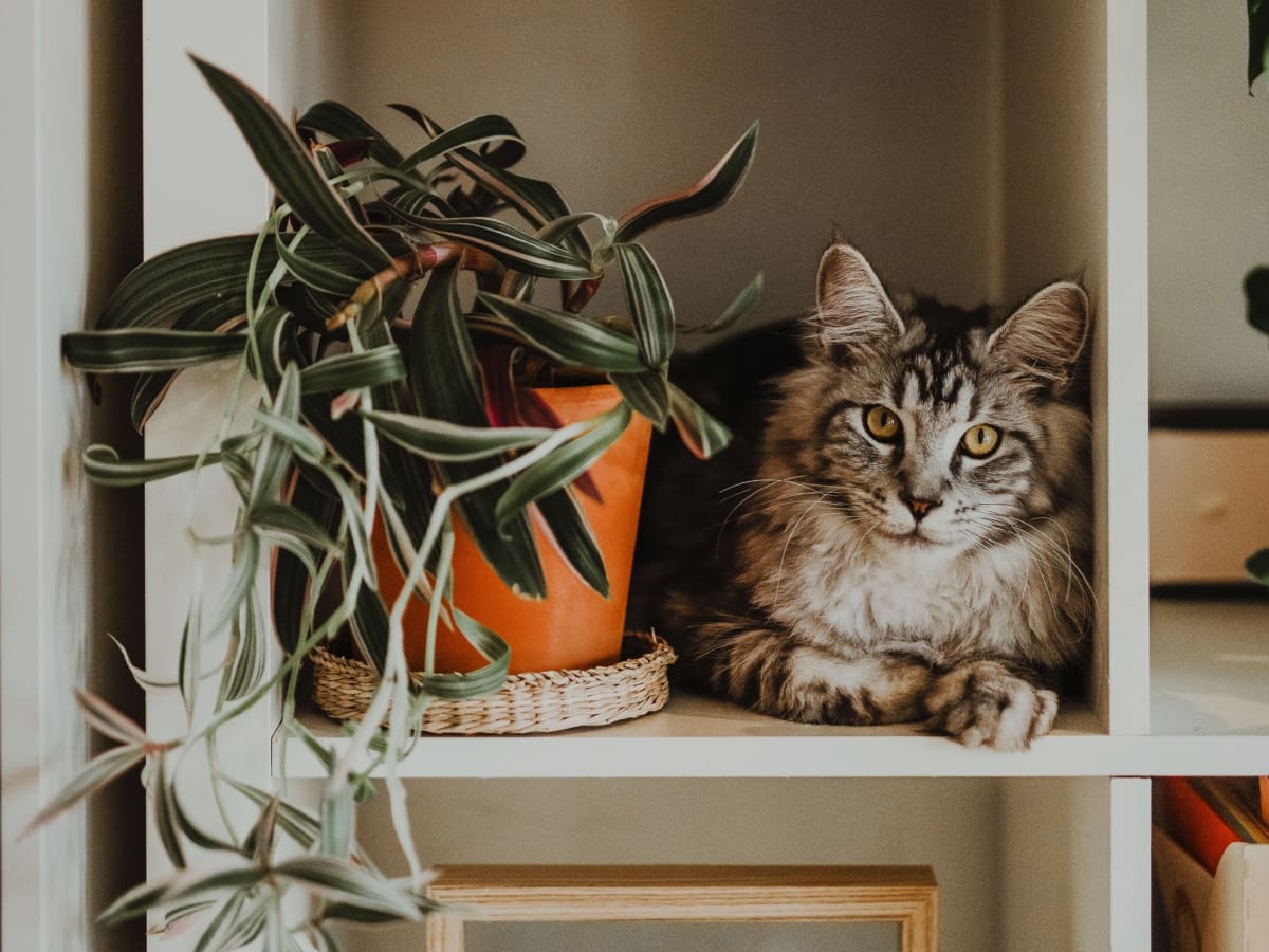 Is rhubarb bad for cats hot sale