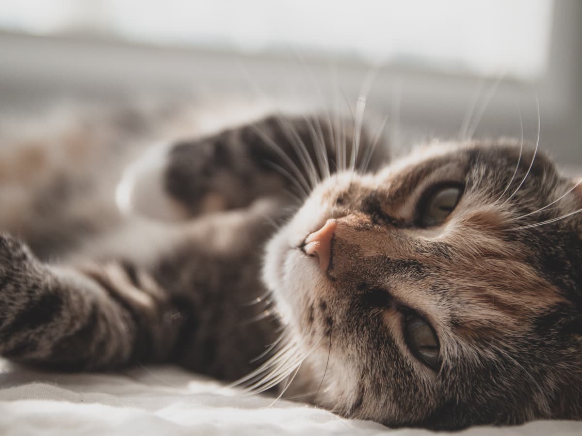 My Review of World s Best Cat Litter Dust Free PetHelpful