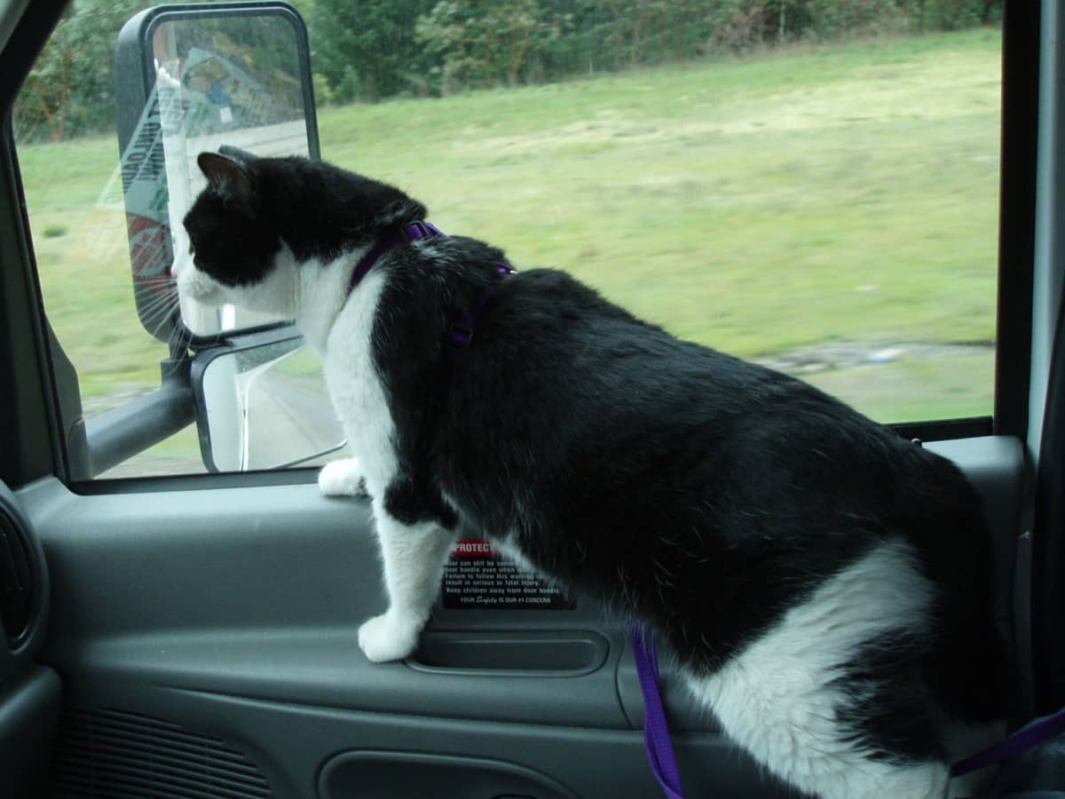 RV and Car Travel With Cats Taking Your Pets on a Road Trip PetHelpful