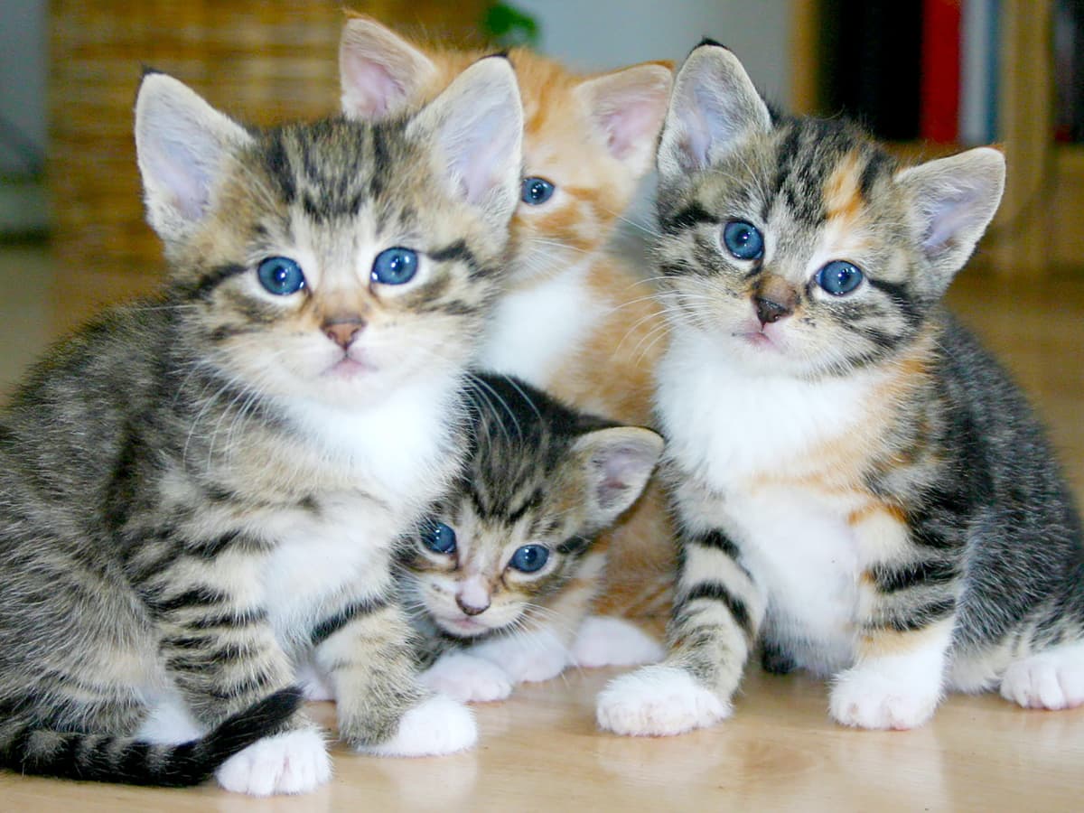 How to Take Care of Newborn Kittens Week by Week PetHelpful
