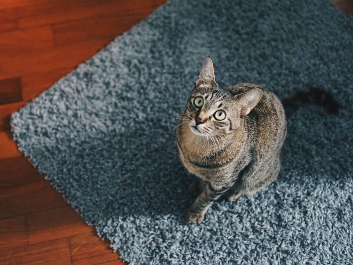 How to Get Rid of Cat Urine Smell PetHelpful