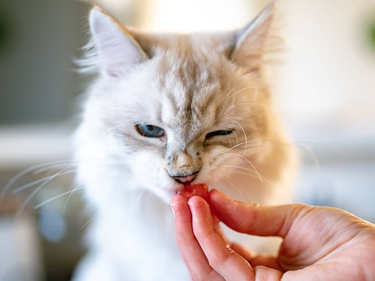 Why has my cat stopped eating on sale