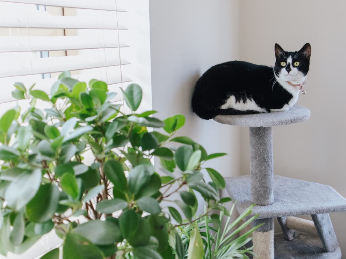 How to Make Your Own Cat Tower or Cat Tree PetHelpful