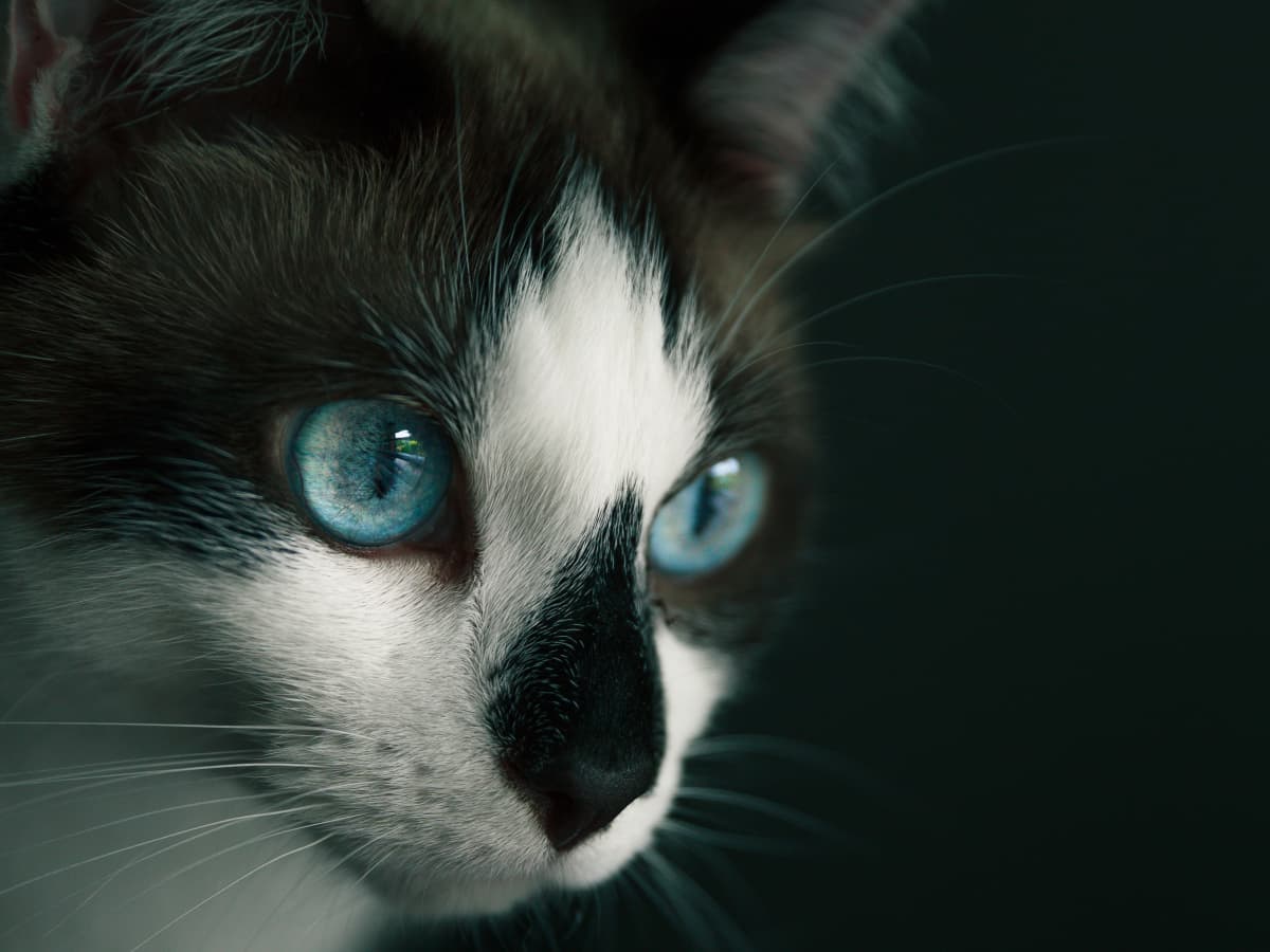 Cat eye drops for pink eye top