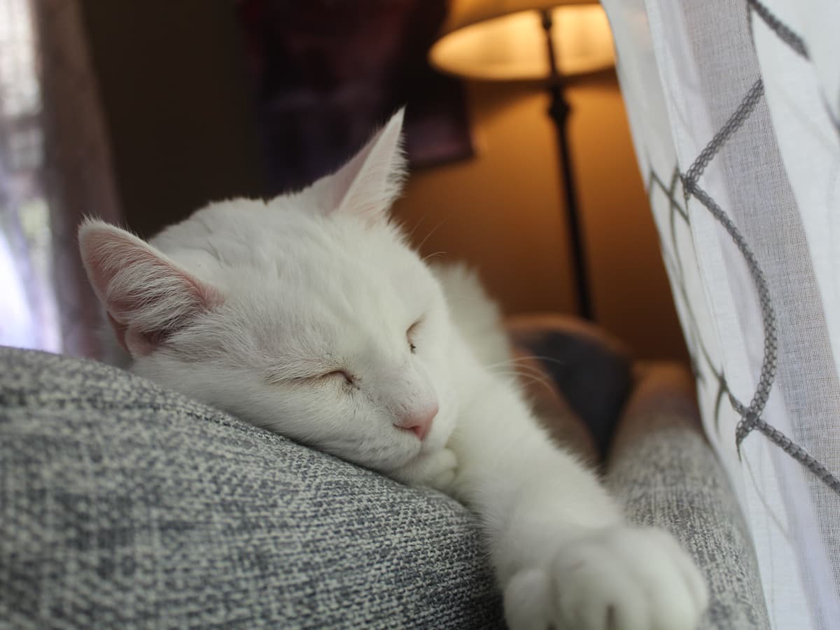 Giving Your Cat IV Subcutaneous Fluids at Home With Photos PetHelpful