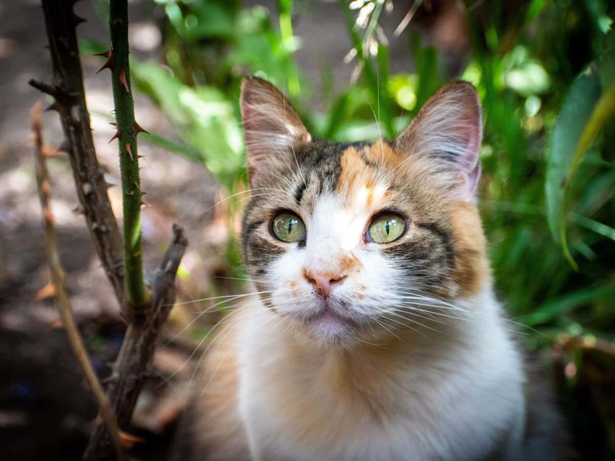 Treatment for cat hot spots on sale