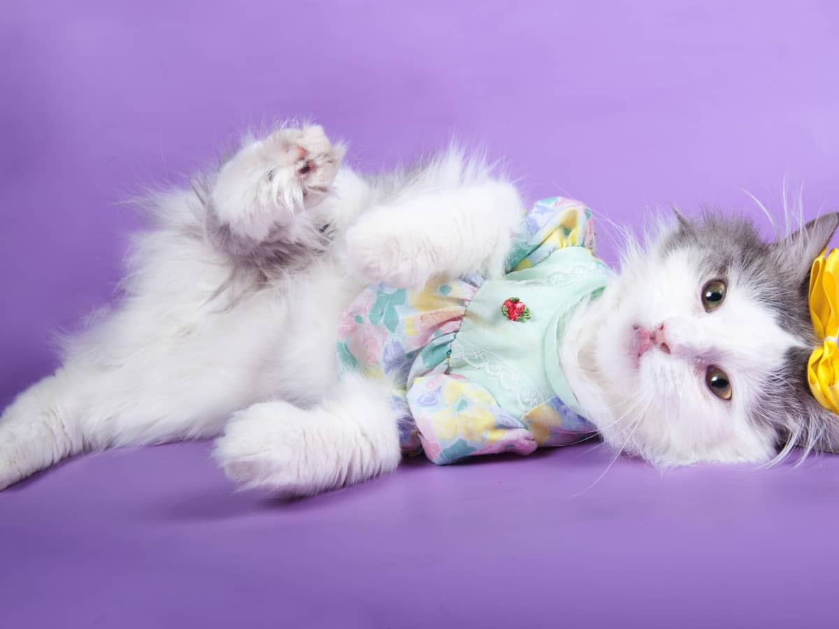 Matching human store and cat clothes
