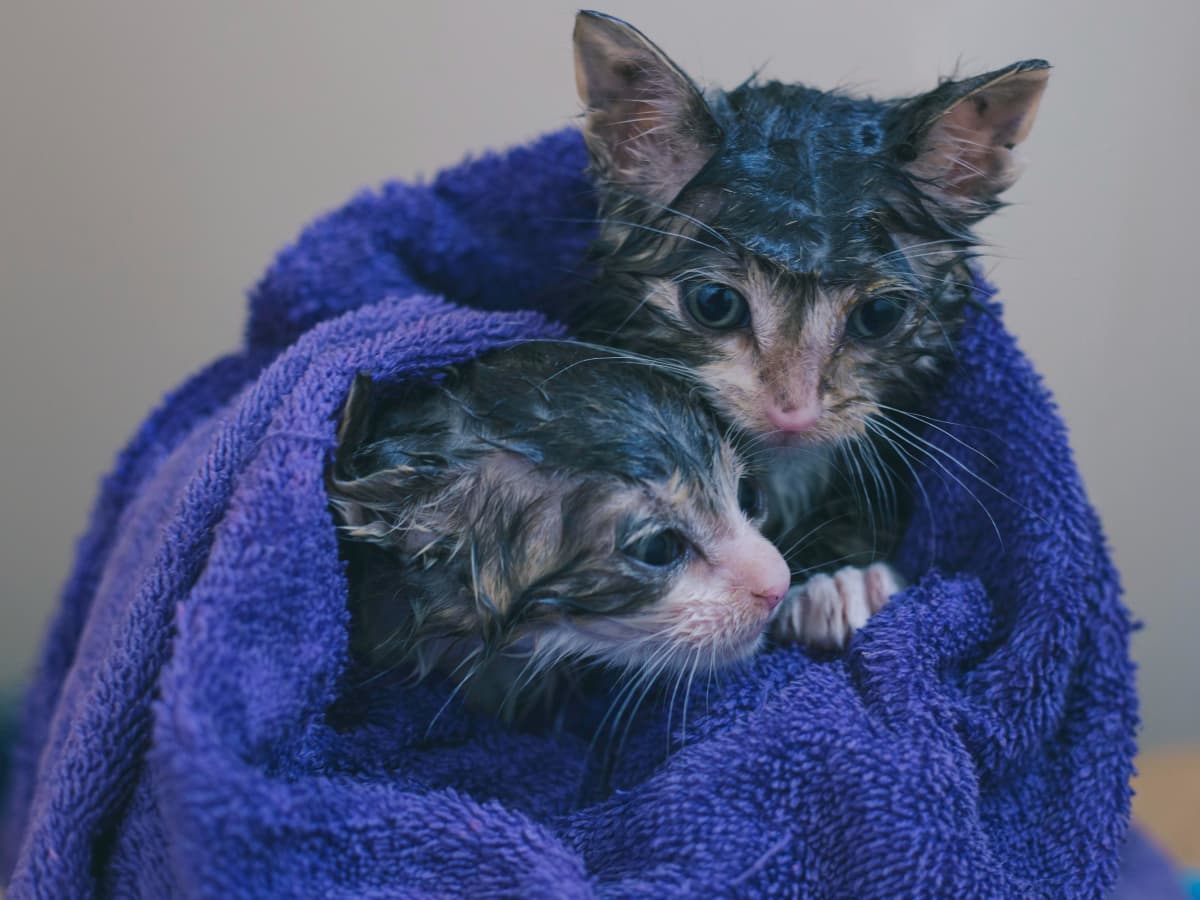 Is it safe to bathe a cat with dawn outlet
