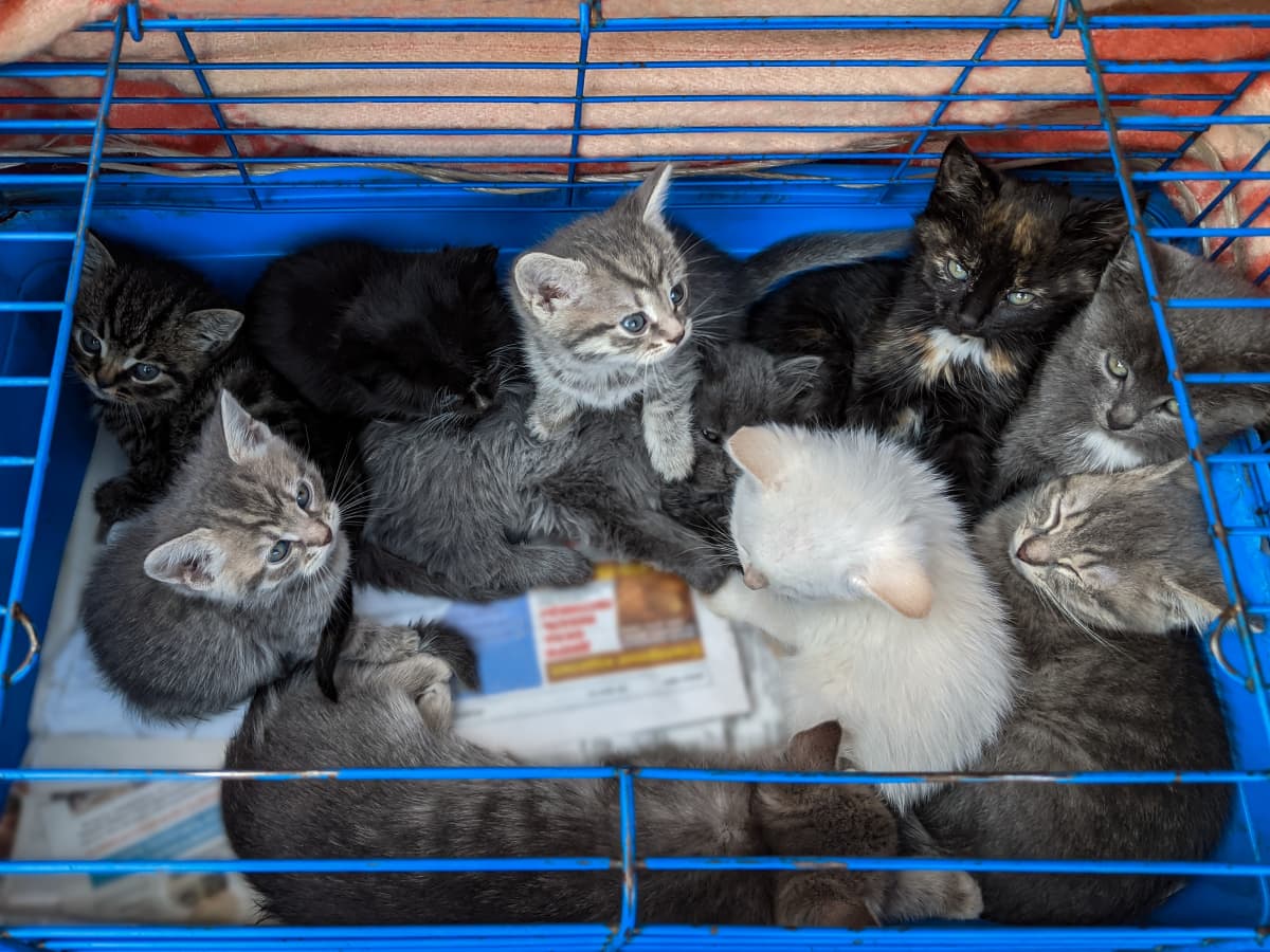 Kitten rescue sanctuary deals