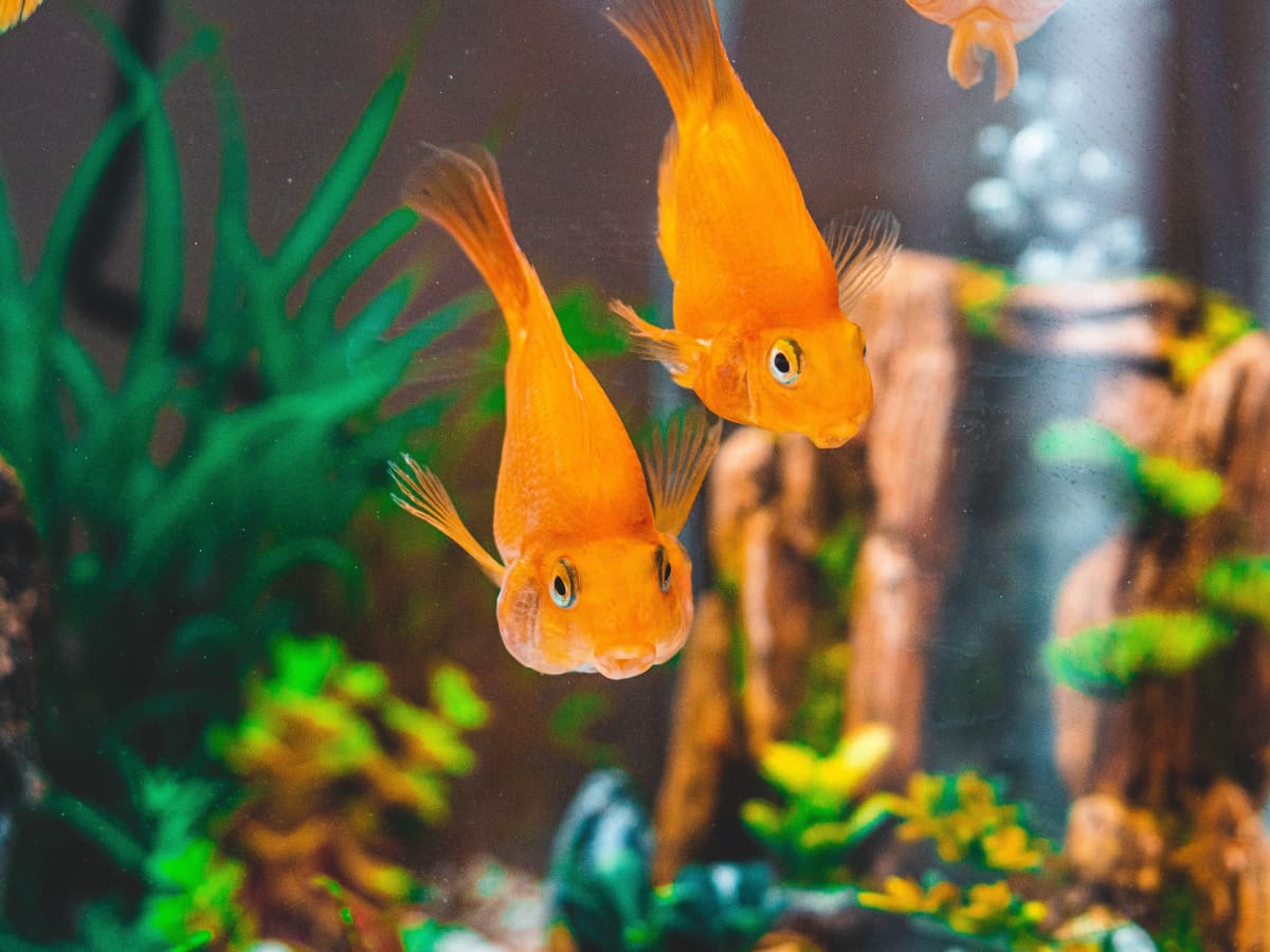 Low cost aquarium fish top