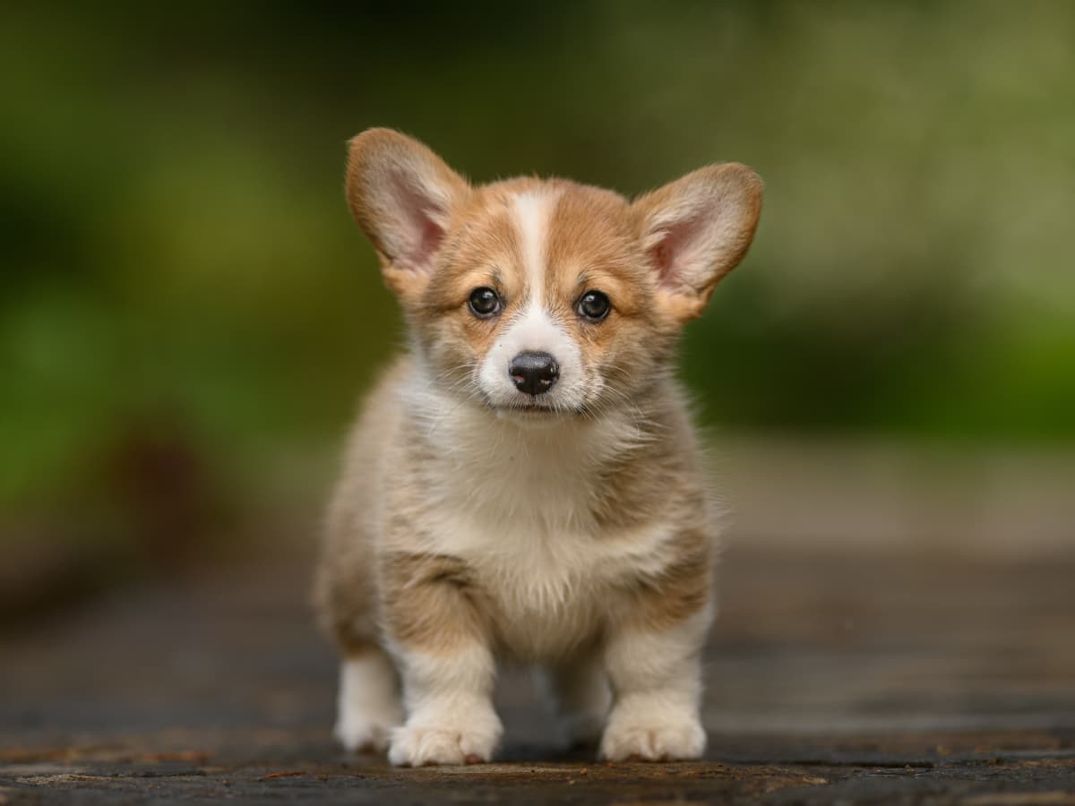Corgi babies clearance