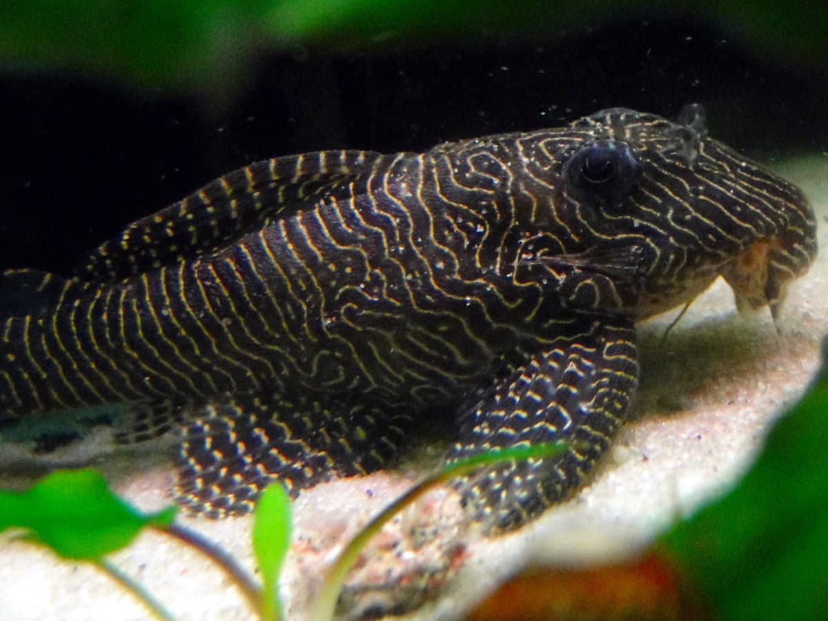 How Big Does a Plecostomus Get PetHelpful