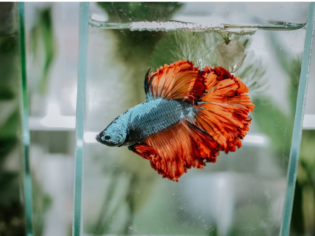How to Set Up a Betta Fish Tank PetHelpful