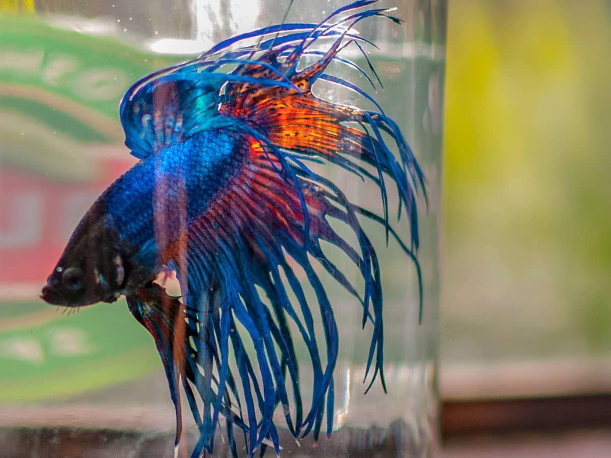 Why Glass Fish Bowls Are Bad for Your Fish PetHelpful