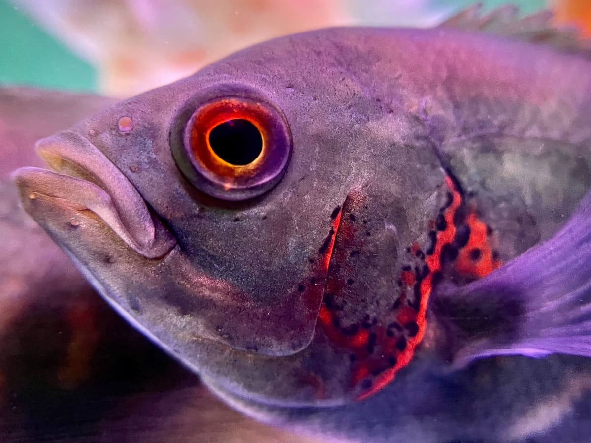 Vegetarian fish for aquarium outlet