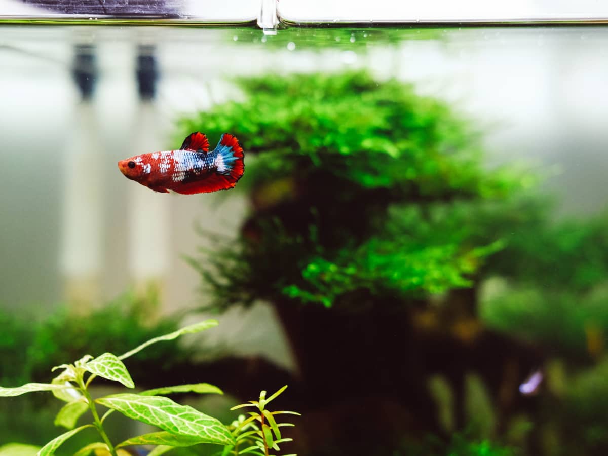 2.5 gallon fish tank heater cheap