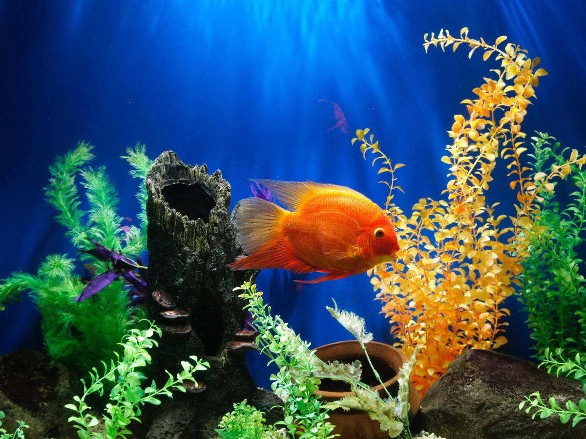 How to Decorate Your Fish Tank Dos and Don ts PetHelpful