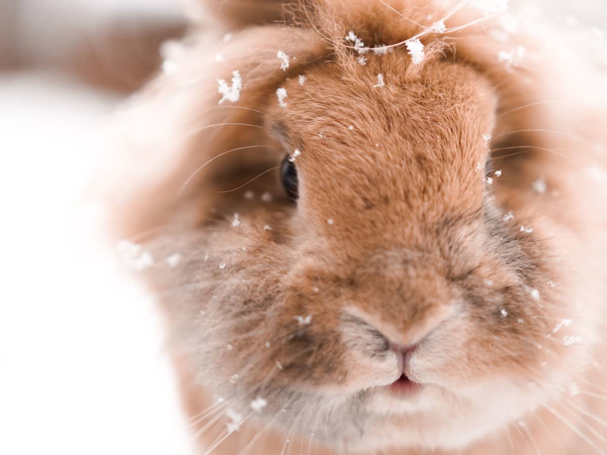 Cold Weather Care for Outdoor Rabbits PetHelpful