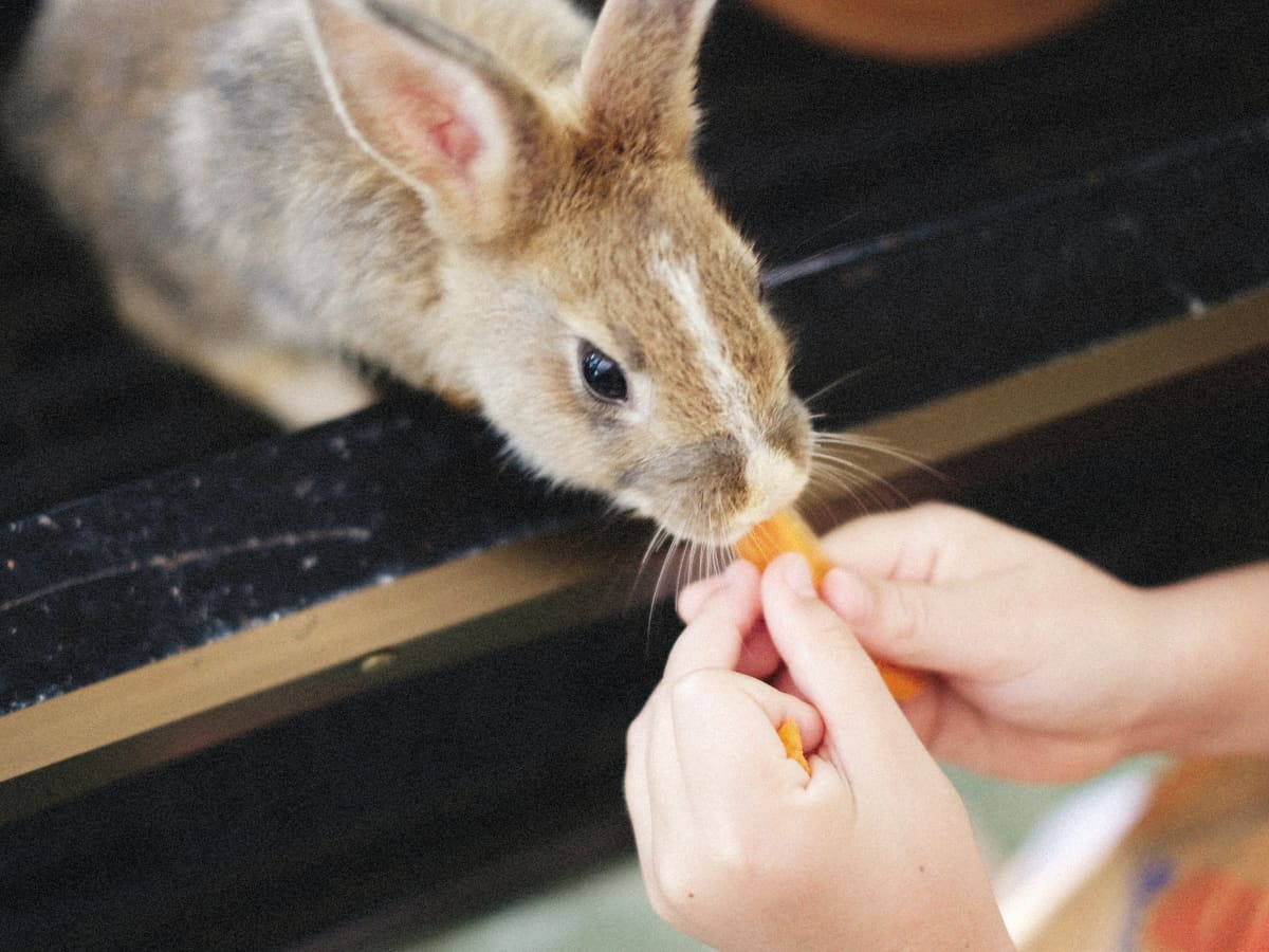 Bunny Care and Feeding Can Rabbits Eat Chicken PetHelpful