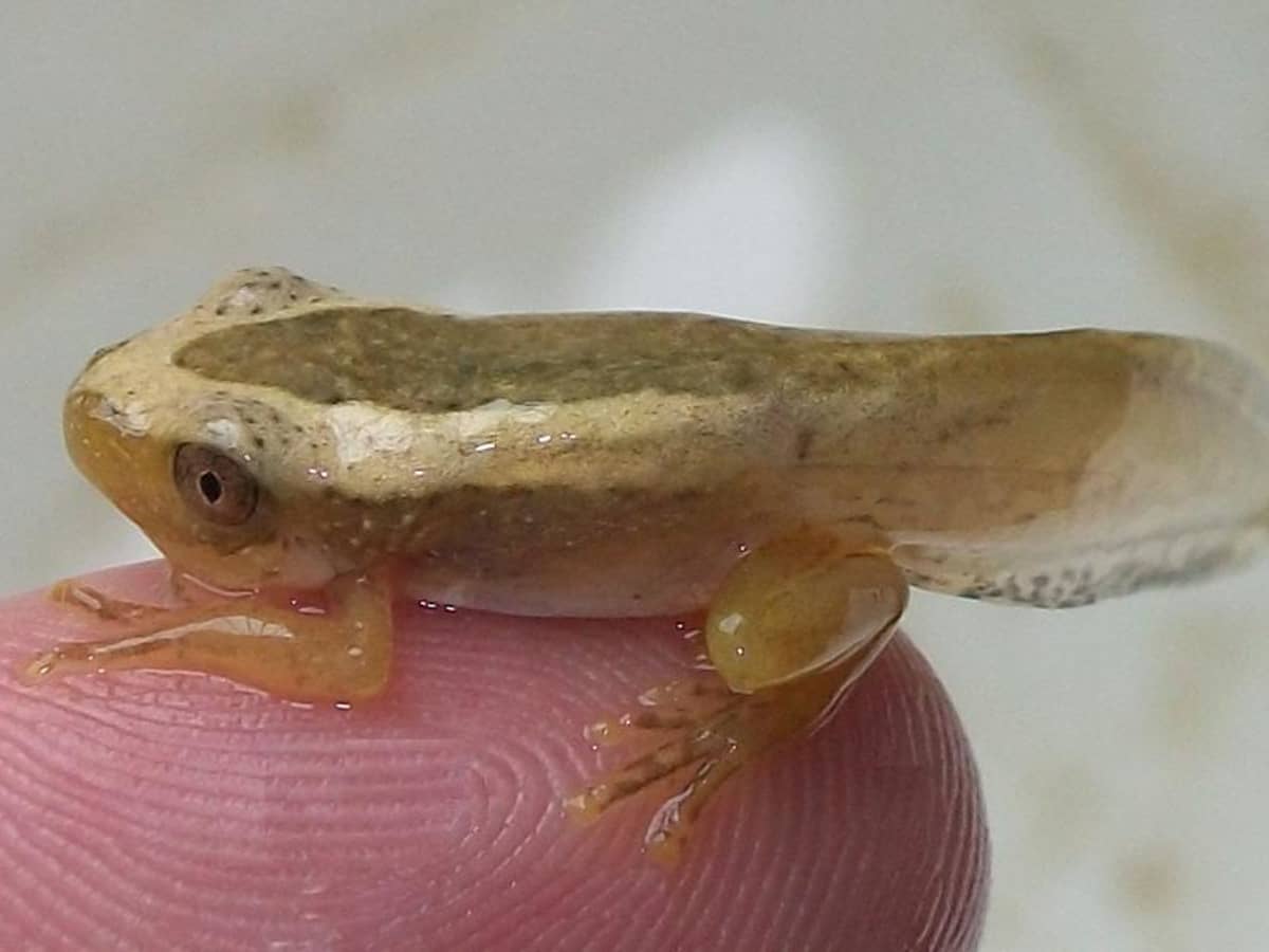 Caring for Tadpoles From Egg to Froglet PetHelpful