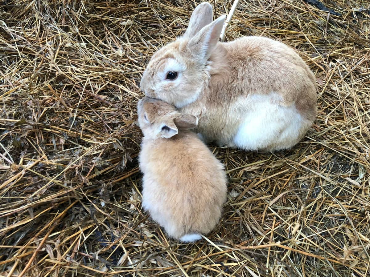 Do Rabbits Need Straw or Hay Bunny Bedding vs. Feeding PetHelpful
