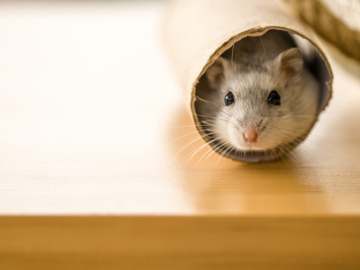 Things you need for hamsters cheap