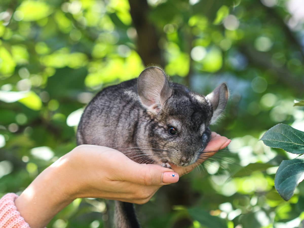 Pet shops that sell chinchillas near me shop