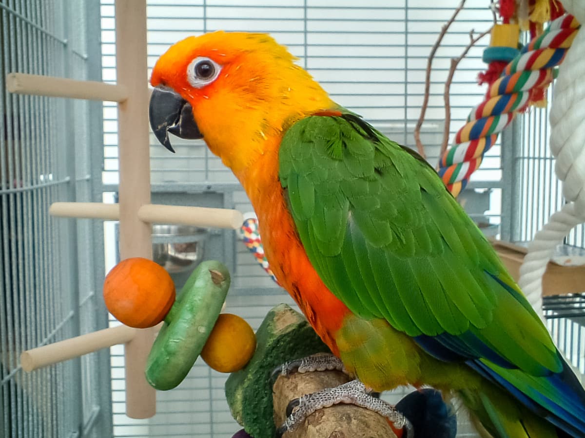 A parrot in a cage discount