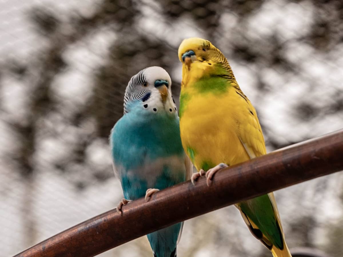 Parakeet training treats outlet