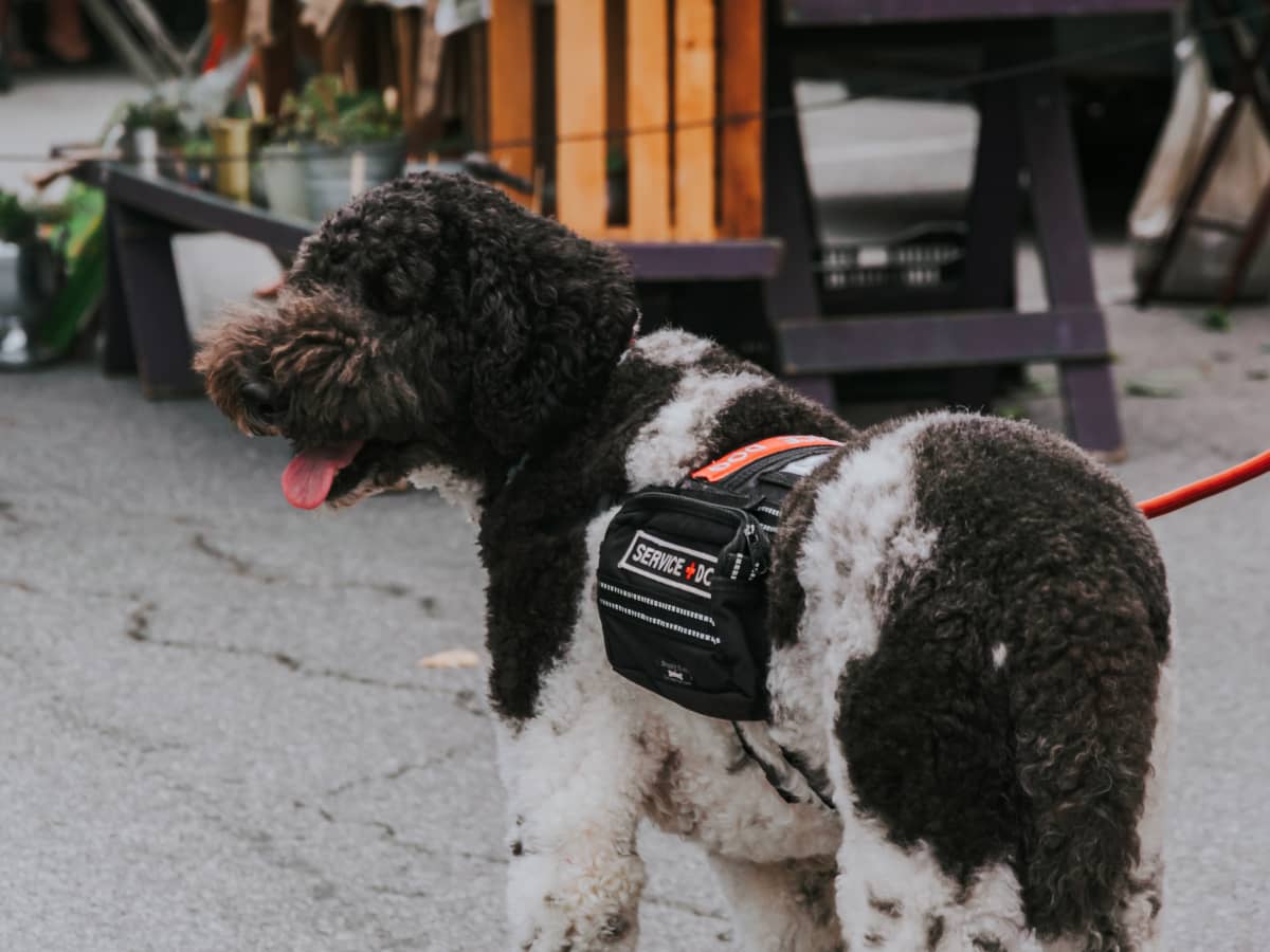 Why Can t I Pet a Service Dog Why You Should Respect the Vest PetHelpful