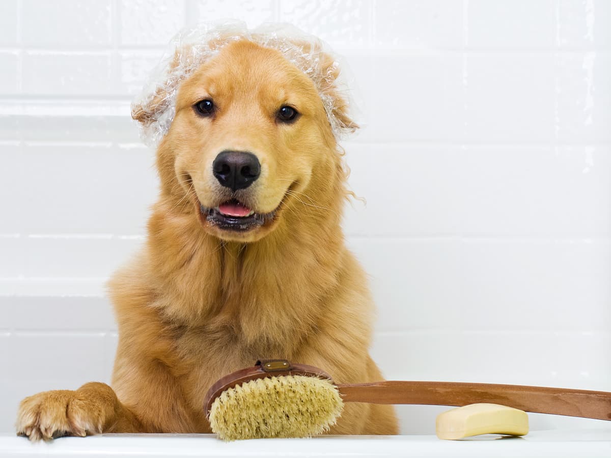 Golden deals retriever shower