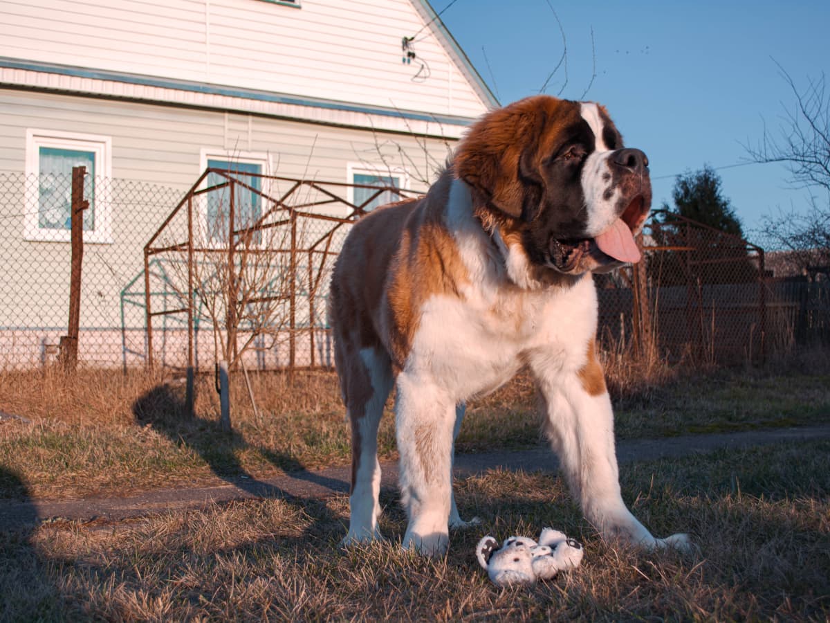 Siberian giant dog cheap