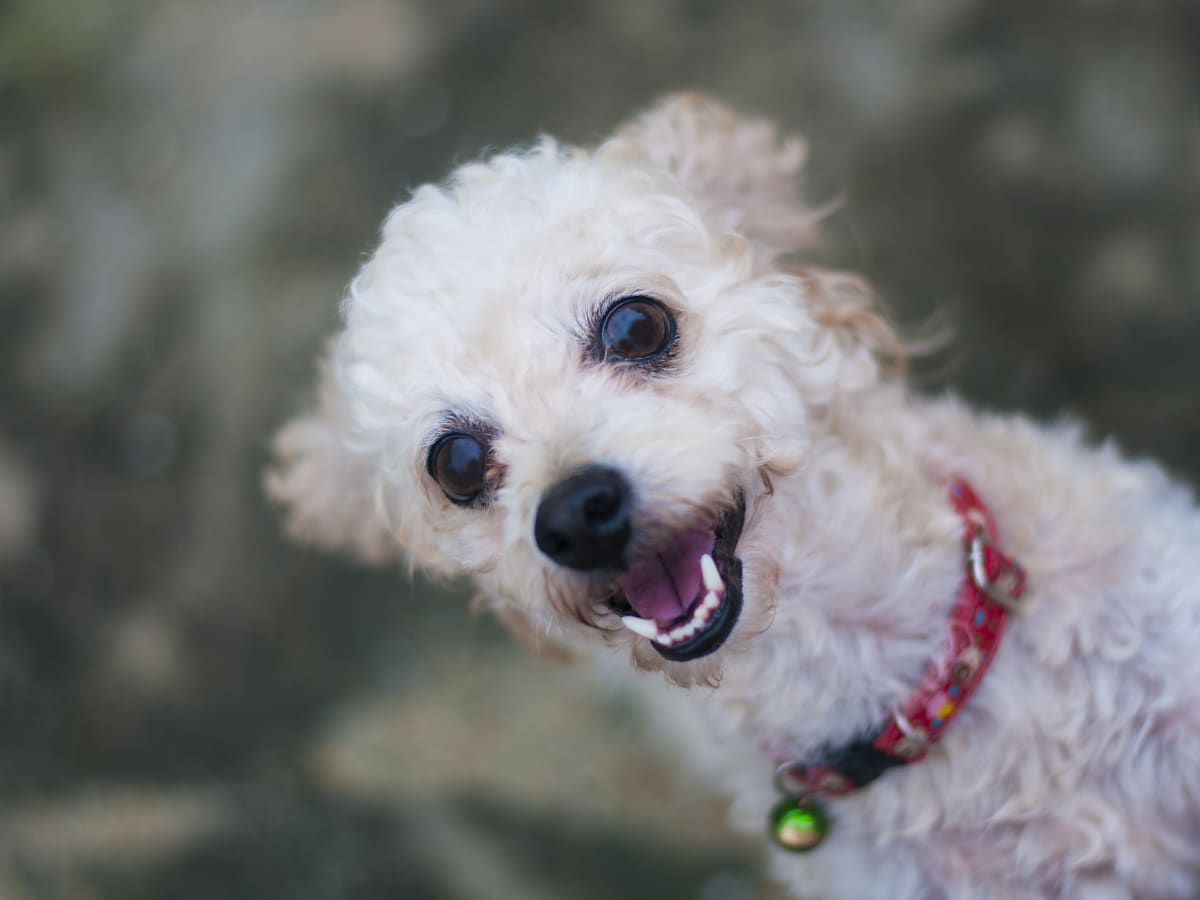22 Year Old Dog Who Unexpectedly Lost His Mom Is Hoping for a