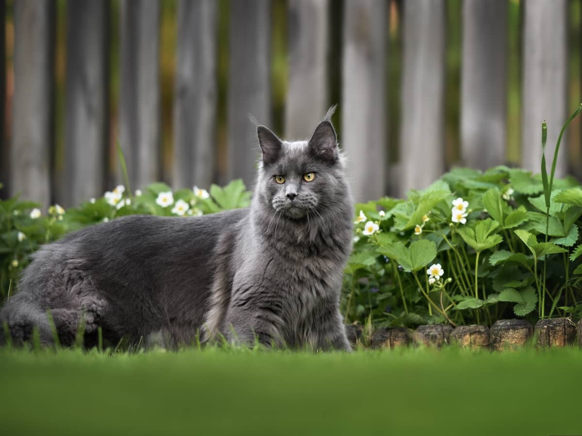 Main coon hot sale blue solid