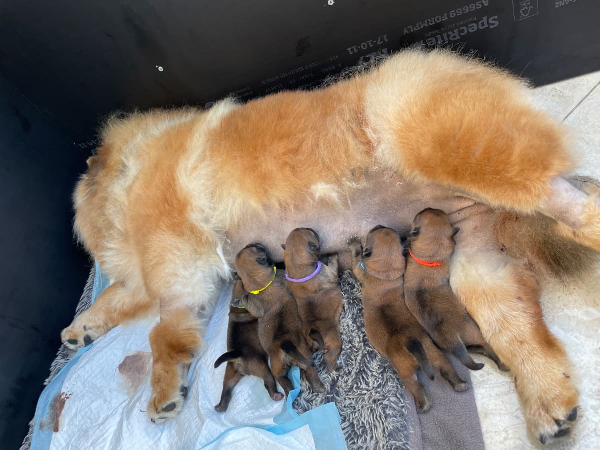 Puppy milk for older dogs clearance