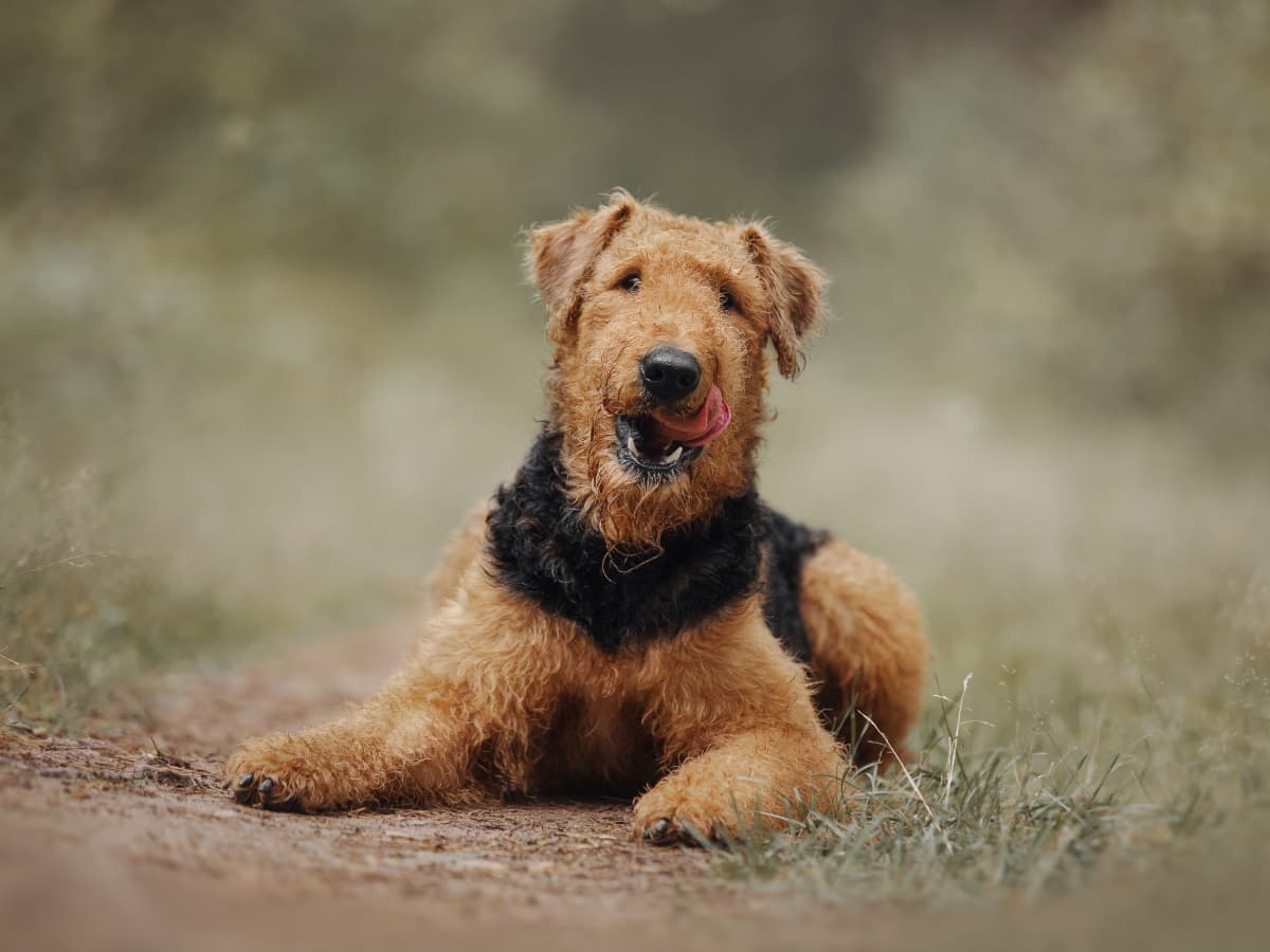 Do airedales store like water