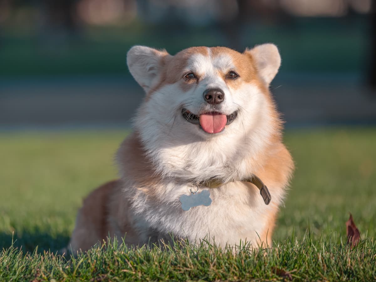 Dog Parent Has the Sweetest Way of Helping Their Paralyzed Corgi
