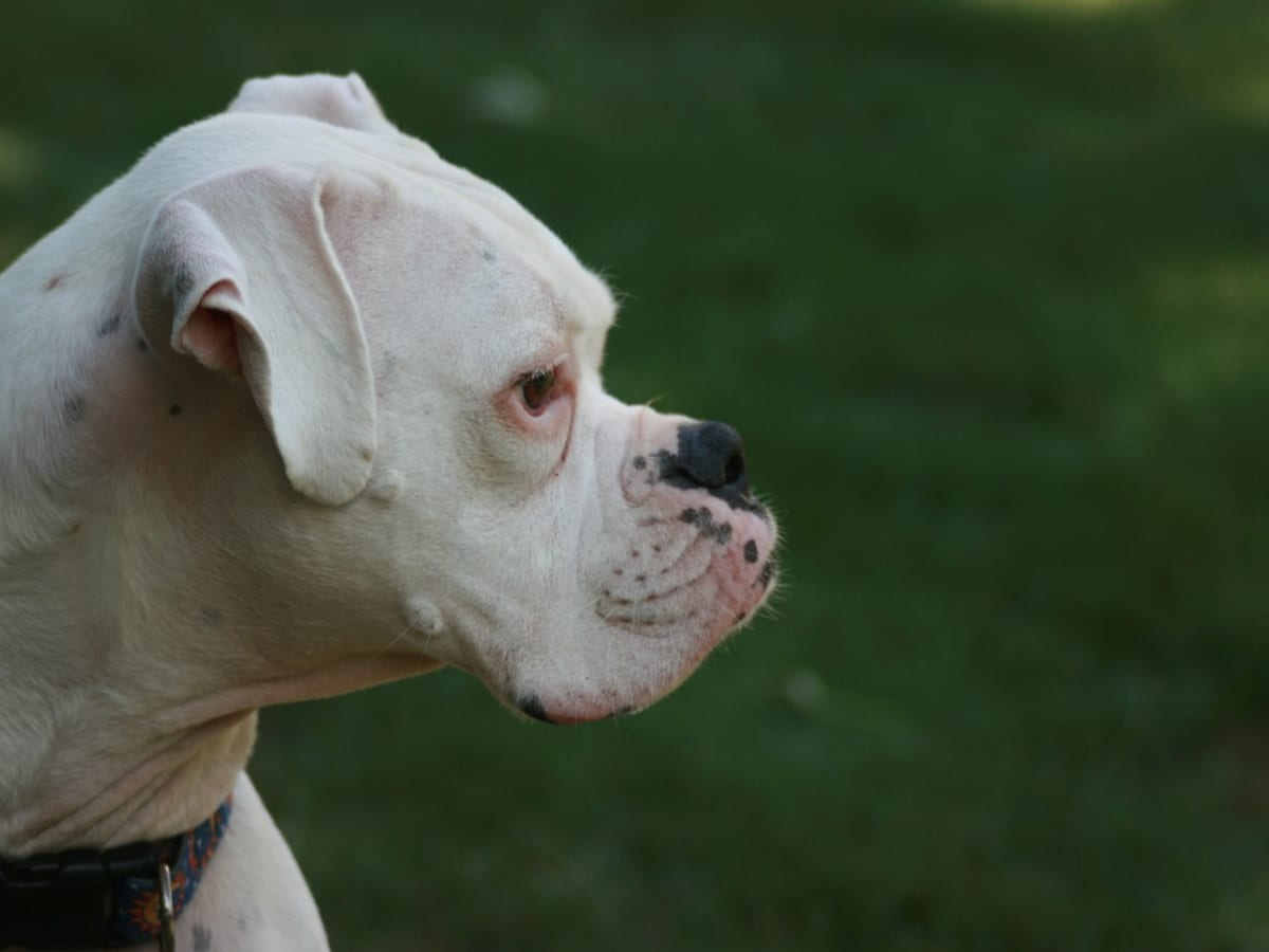 White boxer puppies discount