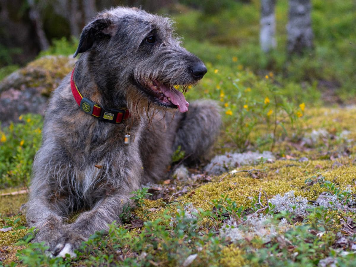 Irish Wolfhounds Uncovered A Comprehensive Guide to the Gentle Giants of the Canine World PetHelpful