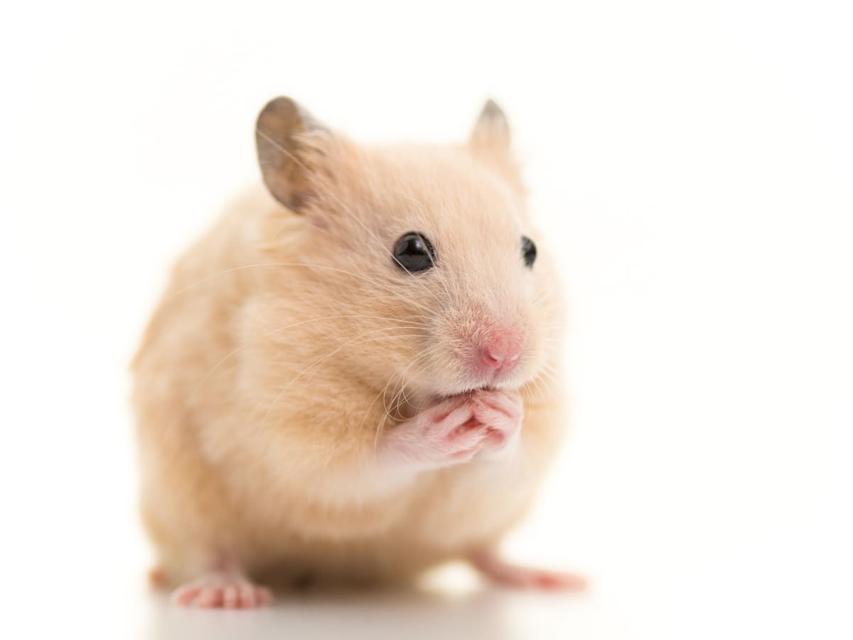 Teddy bear cheap hamster petsmart
