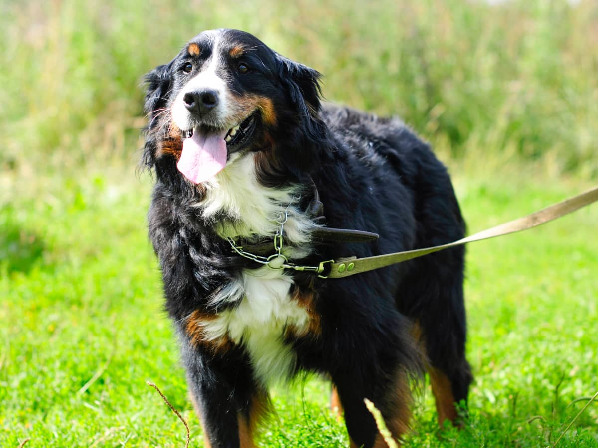 Mom Finds Genius Way To Get Bernese Mountain Dog To Pull Wagon